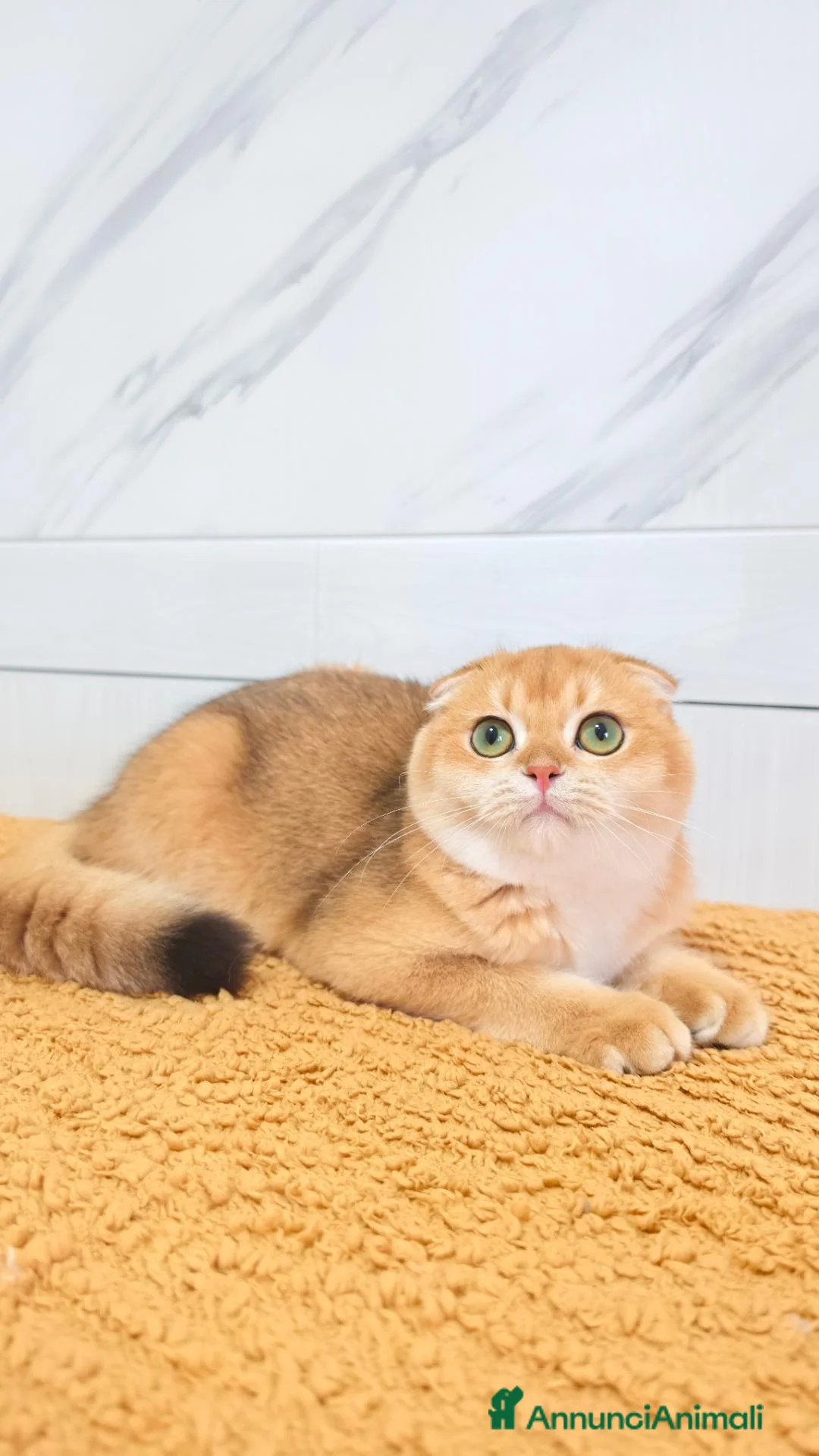 Scottish gatti in vendita: Scottish Fold  - Annuncio 2