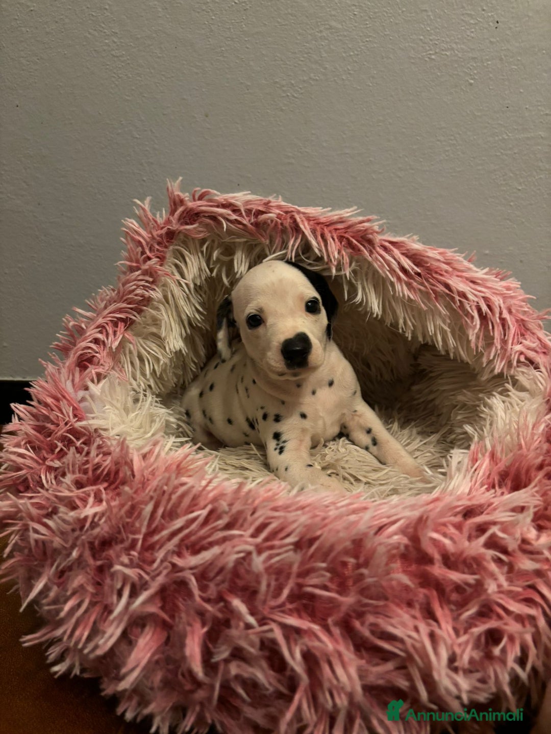 Dalmata cani in vendita: Dalmata cuccioli  - Annuncio 3