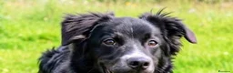 Meticcio cani in regalo: Dolce Nebbia, abbandonato a 10 mesi  - Annuncio 2