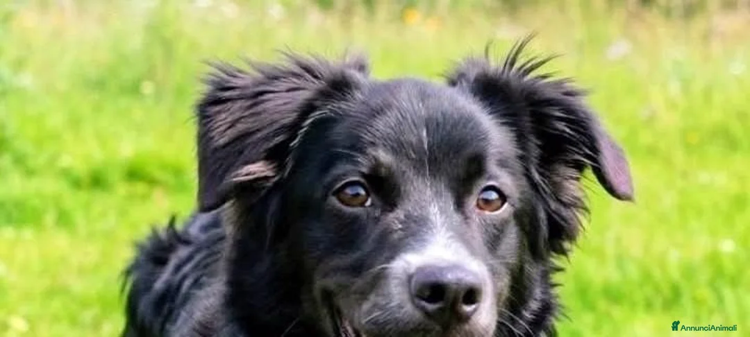 Meticcio cani in regalo: Dolce Nebbia, abbandonato a 10 mesi  - Annuncio 2