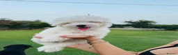 Maltese cani in vendita: Cuccioli di Maltese a Provincia di Frosinone - Annuncio 8