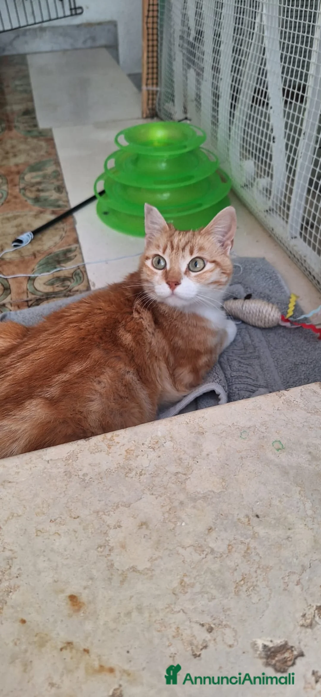 Europeo gatti in regalo: WENDI 8 mesi di tenerezza  a Città Metropolitana di Bologna - Annuncio 7