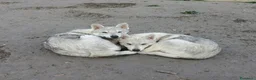 Lupo Cecoslovacco cani in vendita: Cucciolo Lupo Cecoslovacco argentato - Annuncio 3