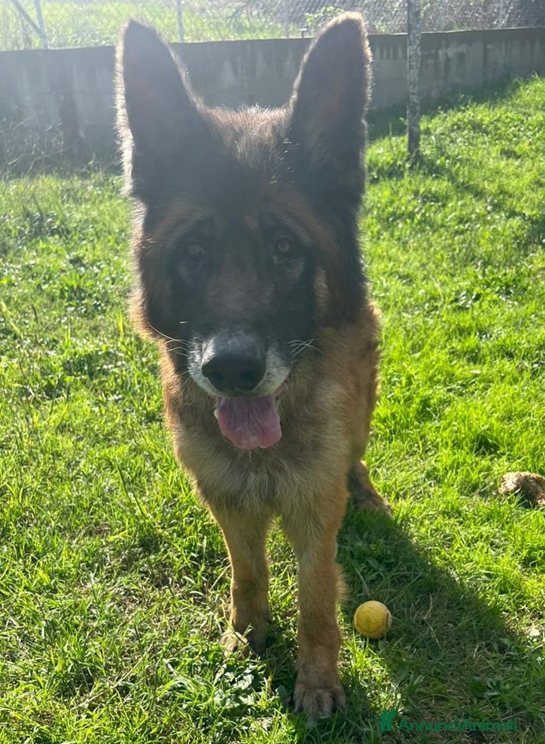 Meticcio cani in regalo: HAEGAR abbandonato perchè vecchio - Annuncio 4