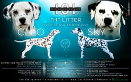 Dalmata cani in vendita: Cuccioli Dalmata - Immagine 2