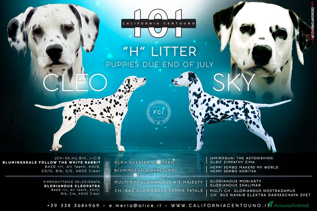 Dalmata cani in vendita: Cuccioli Dalmata - Annuncio 2