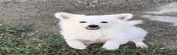 Volpino Italiano cani in vendita: Cuccioli di volpino  - Annuncio 5