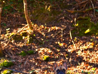 Bulldog Francese cani - Annuncio 6