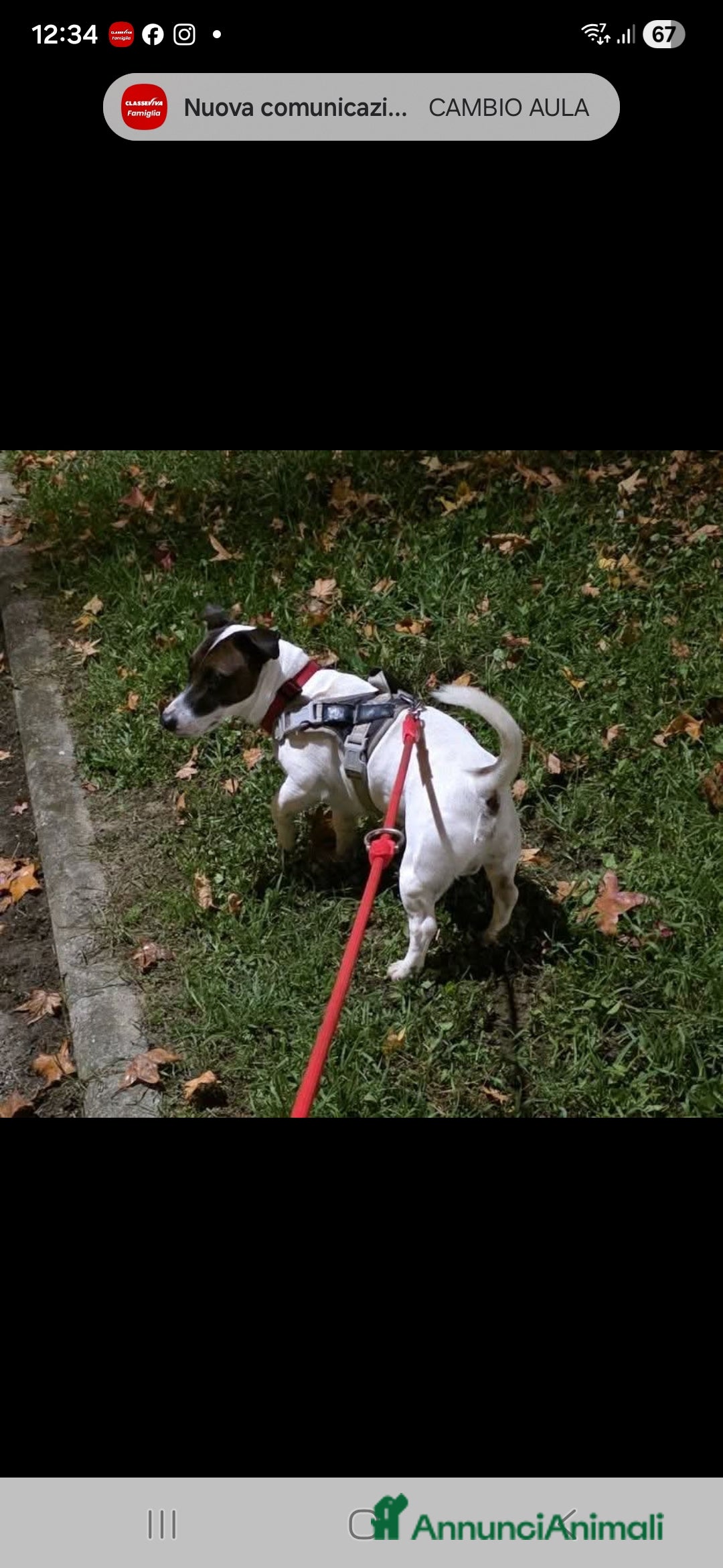 Jack Russell cani Cercasi fidanzata  - Annuncio 3