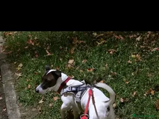 Jack Russell cani Cercasi fidanzata - Annuncio 1