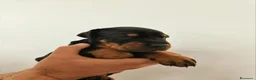 Dobermann cani in vendita: Cuccioli dobermann - Annuncio 4