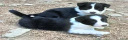 Border Collie cani in vendita: Border collie linea da lavoro - Annuncio 7