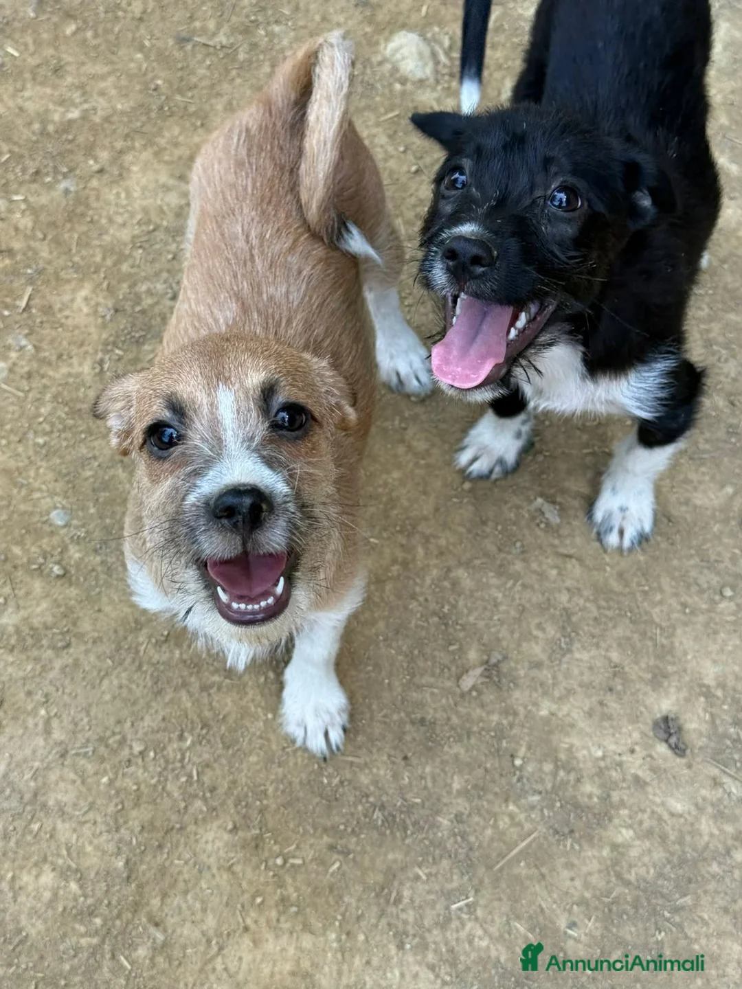 Meticcio cani in regalo: TAKO, scricciolo simpaticissimo! TG PICCOLA - Annuncio 4