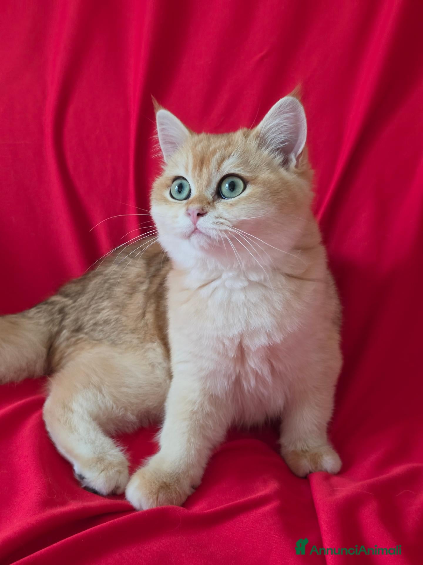 Scottish gatti Scottish Straight  - Annuncio 10