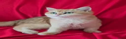 Scottish gatti in vendita: Scottish Straight  - Annuncio 1