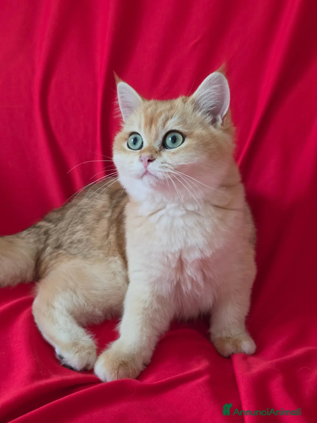 Scottish gatti in vendita: Scottish Straight  - Annuncio 1