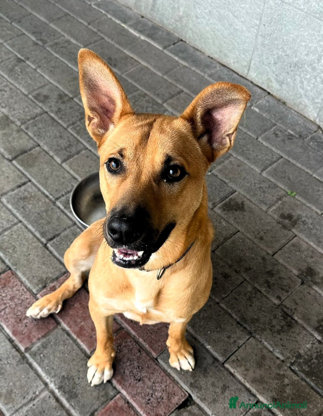 Meticcio cani in regalo: SIMBA LUPETTO - Annuncio 5