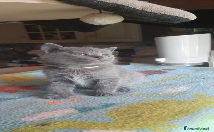 Certosino gatti - Annuncio 2