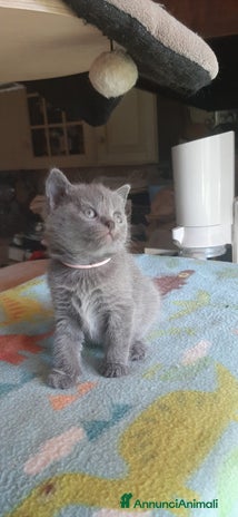 Certosino gatti - Annuncio 2