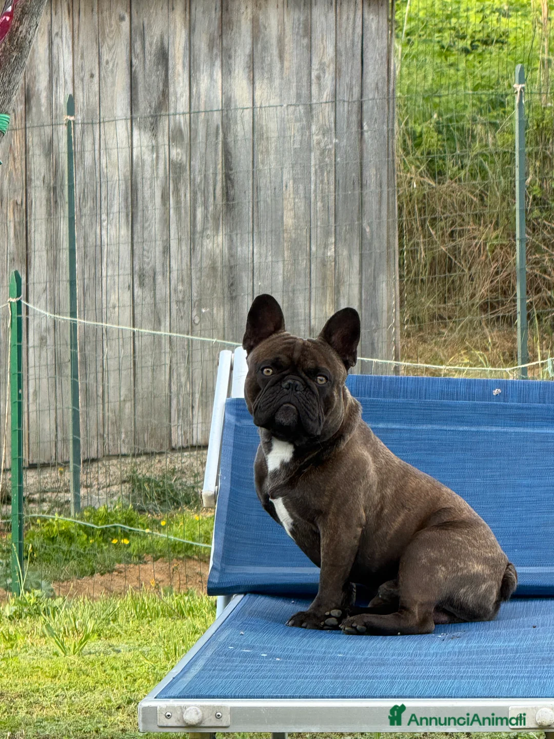 Bulldog Francese cani per accoppiamento: Bulldog francese cerca fidanzata - Annuncio 1