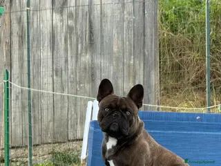 Bulldog Francese cani Bulldog francese cerca fidanzata - Annuncio 13