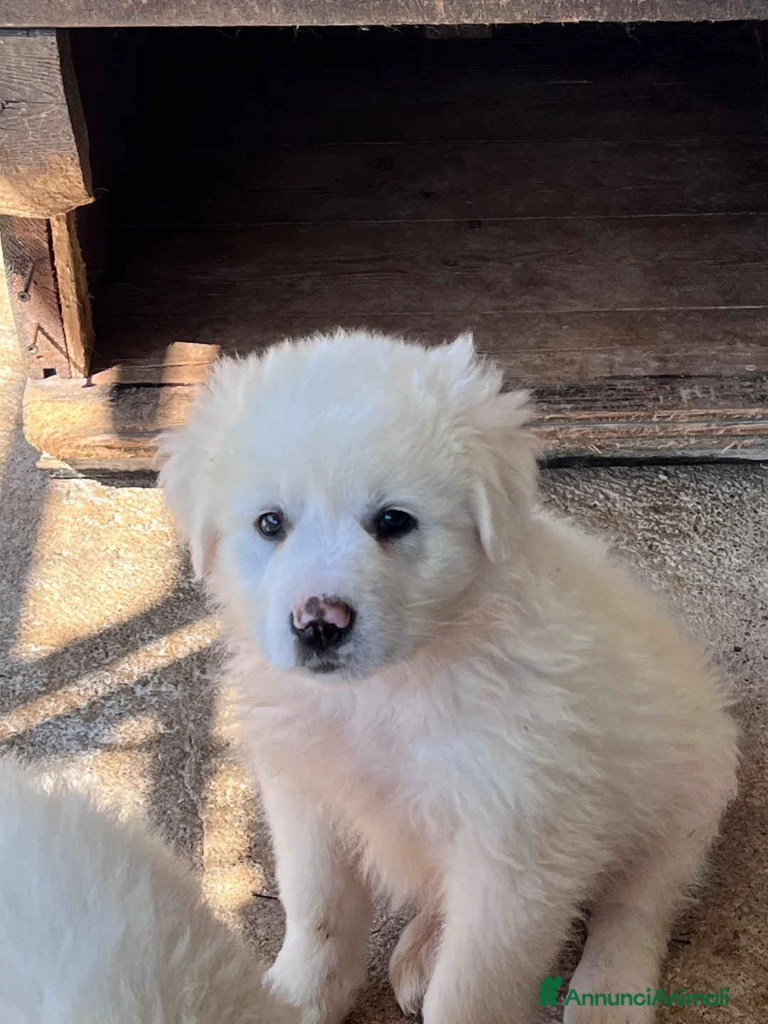 Pastore Maremmano cani in regalo: Cuccioli di pastore maremmano - Annuncio 1