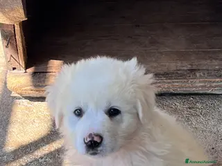 Pastore Maremmano cani Cuccioli di pastore maremmano - Annuncio 1