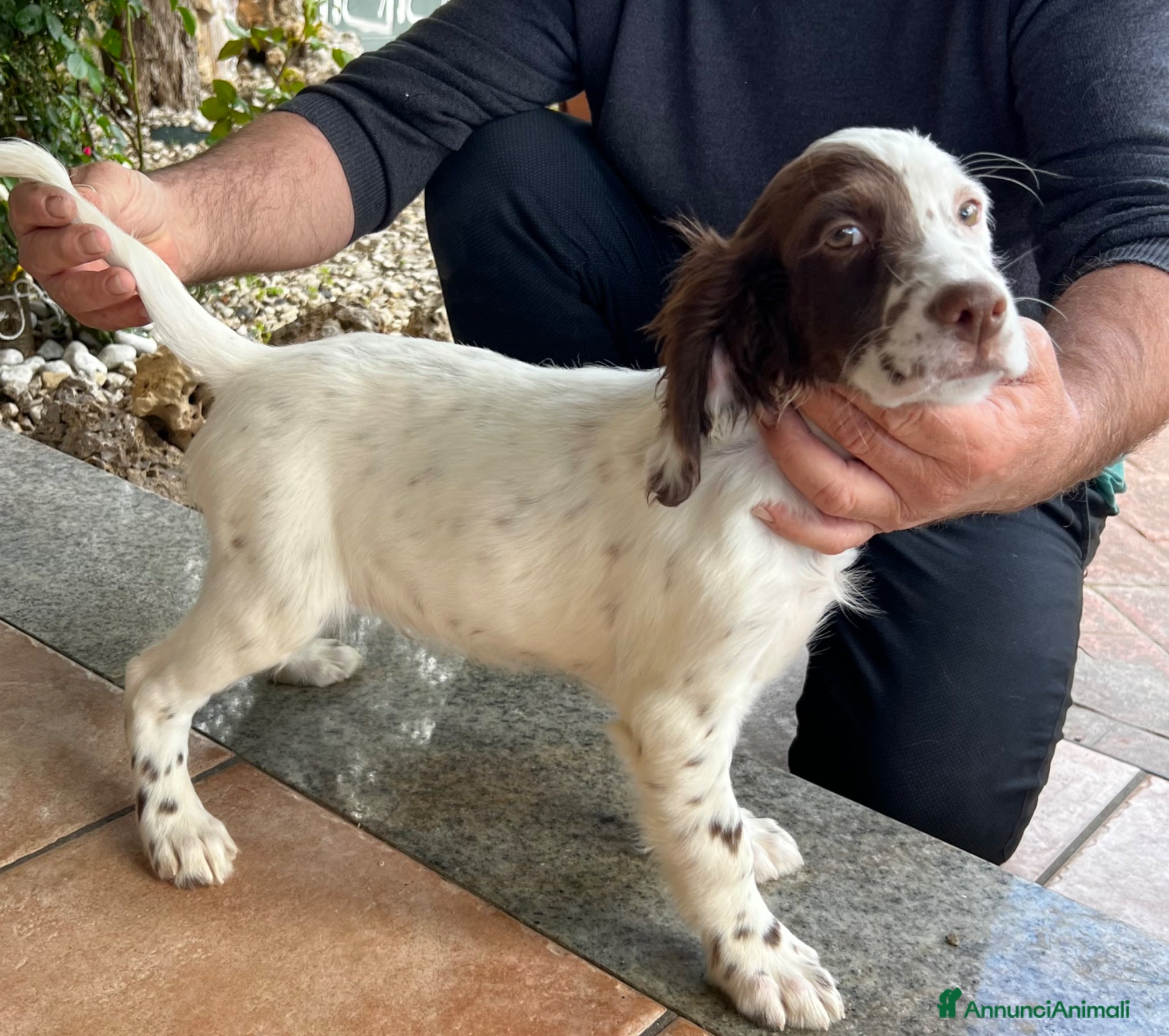 Setter Inglese cani in vendita: Setter inglese  - Annuncio 2