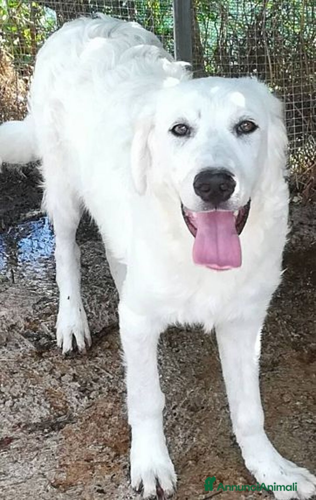 Meticcio cani in regalo: MUFFIN allegro e speranzoso - Annuncio 3