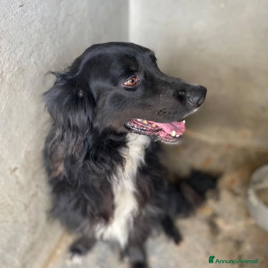 Meticcio cani in regalo: PRINCE dolce e sfortunato cerca adozione!!! - Annuncio 4