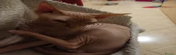Sphynx gatti in vendita: Gatto nudo maschietto - Annuncio 3