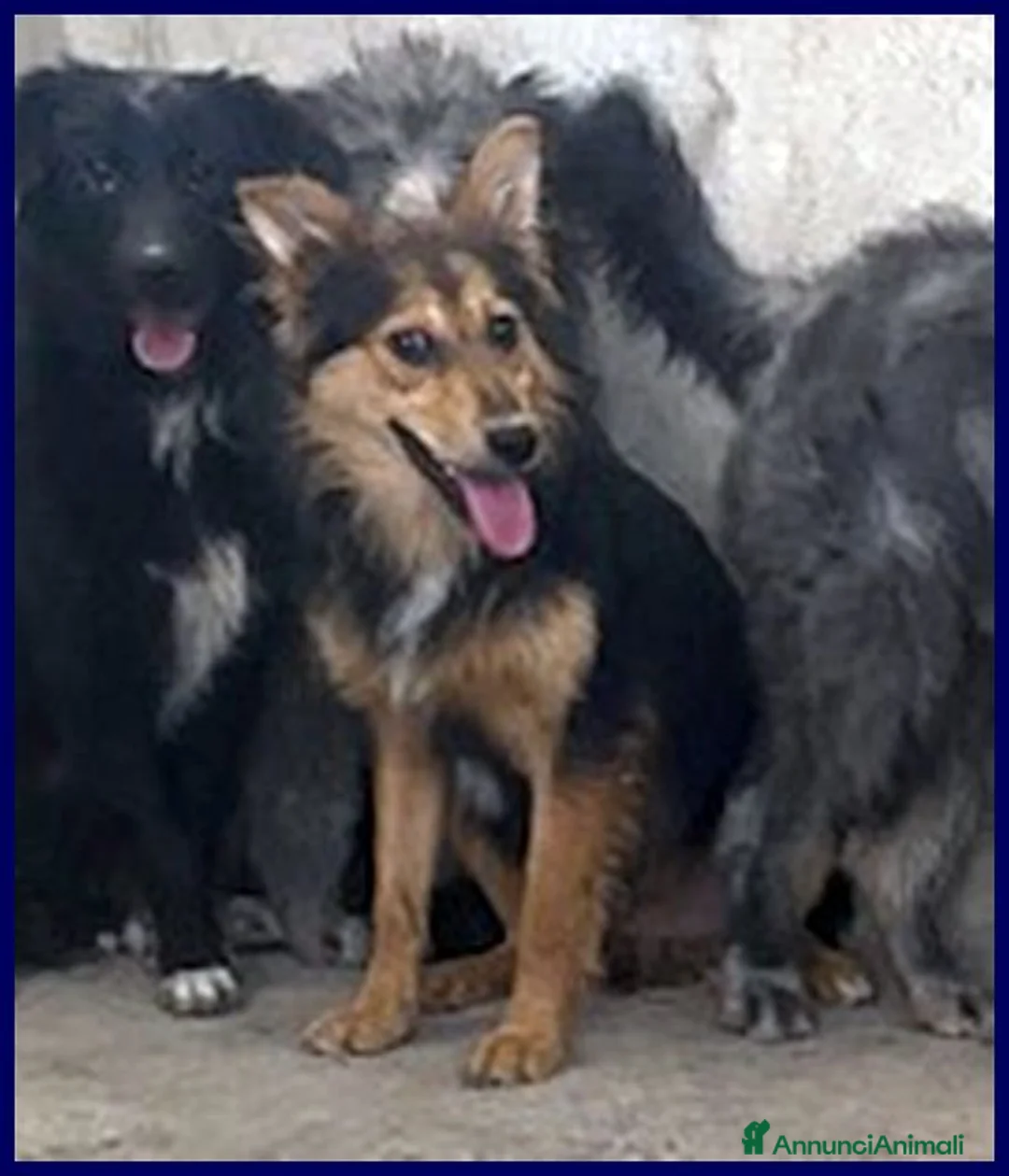 Meticcio cani in regalo: DANUBIO timido lupacchiotto - Annuncio 4