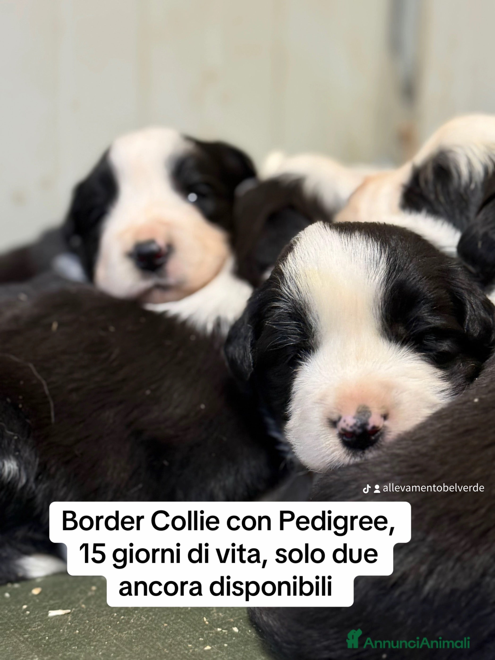 Border Collie cani Border Collie Allevamento BELVERDE  - Annuncio 2