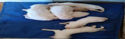 Lagotto cani in vendita: Lagotti  - Annuncio 6