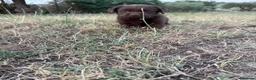 Labrador cani in vendita: Cuccioli di Labrador Choco  - Annuncio 10