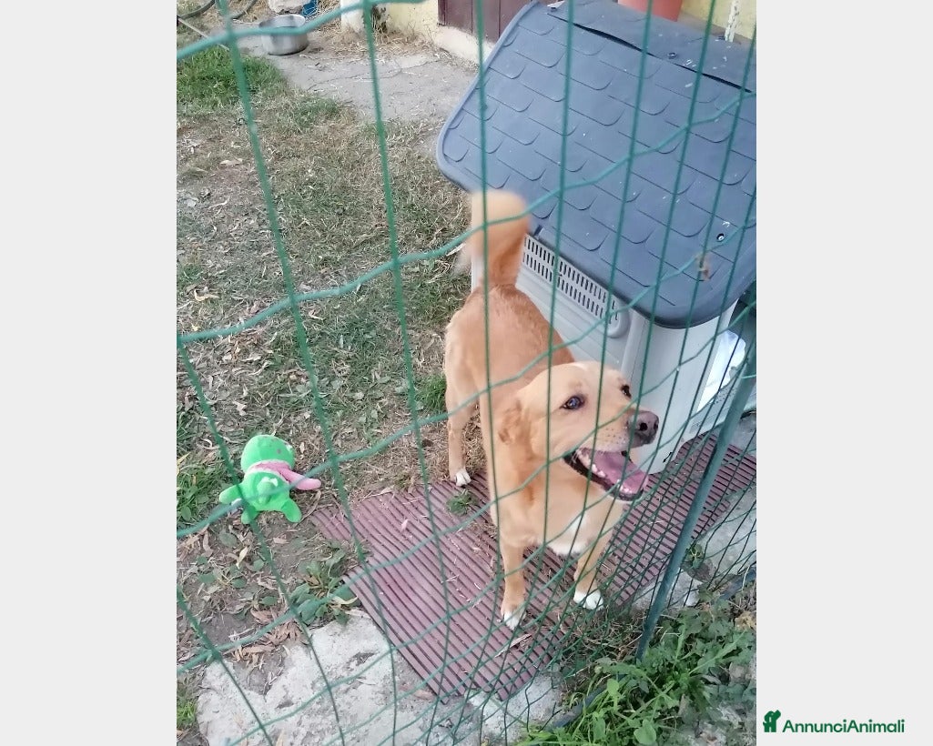 Meticcio cani 3anni 17kg ok gatti e bimbi.URGENTE MILANO a Milano - Annuncio 4