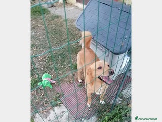 Meticcio cani 3anni 17kg ok gatti e bimbi.URGENTE MILANO a Milano - Annuncio 29