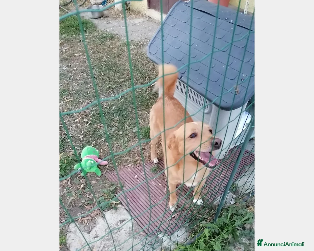 Meticcio cani in regalo: 3anni 17kg ok gatti e bimbi.URGENTE MILANO a Milano - Annuncio 1