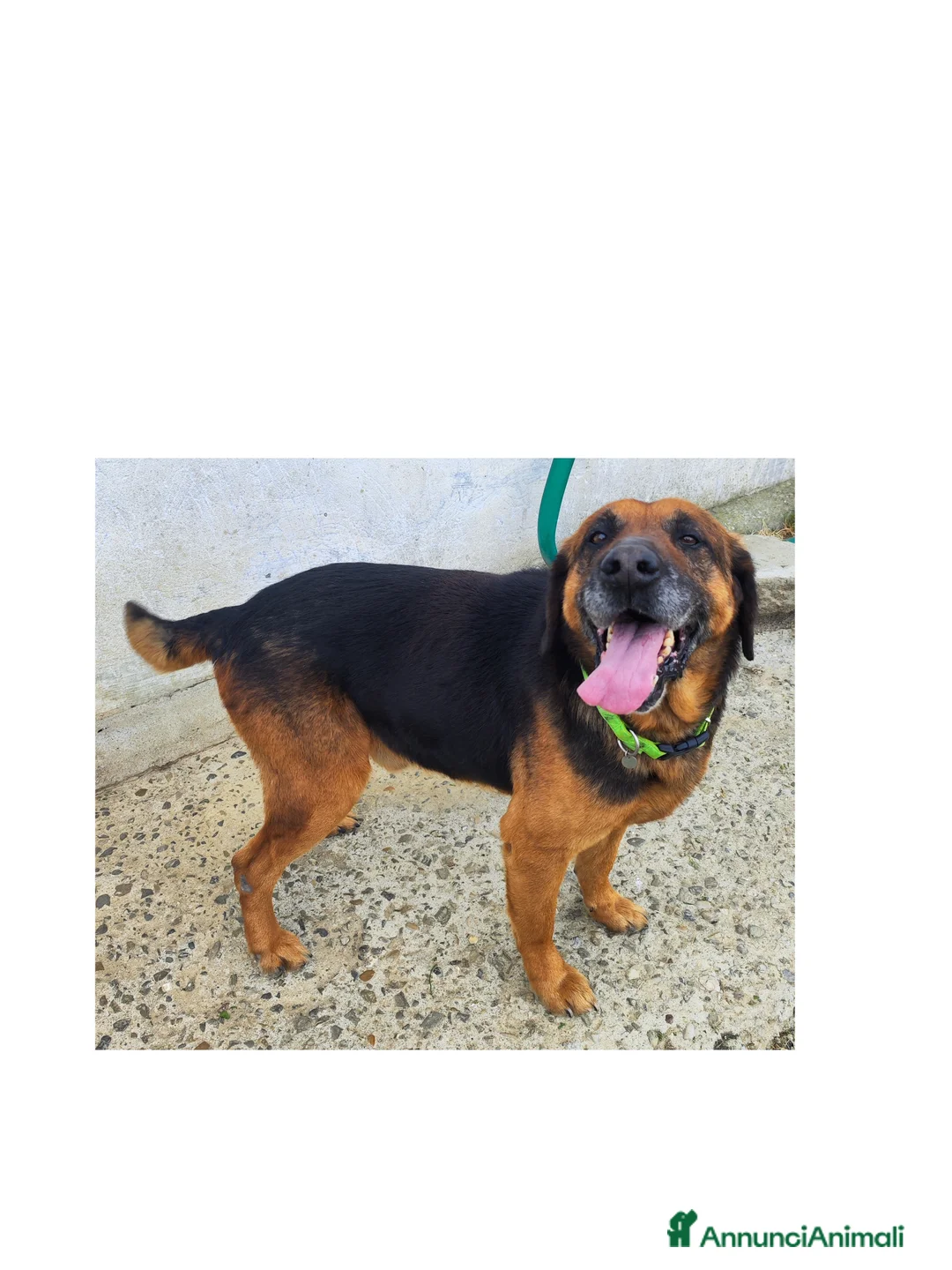 Meticcio cani in regalo: Cani affettuosi cercano padroni amorevoli - Annuncio 2