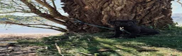 Cane Corso cani in vendita: Cane Corso Maschio 5 Mesi Tigrato Nero - Annuncio 3