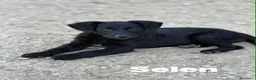 Meticcio cani in regalo: BENNY e SELEN: dolci CUCCIOLI total black!  - Annuncio 4