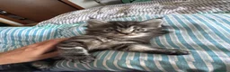 Maine Coon gatti in vendita: Gattini Maine Coon maschi - Annuncio 10