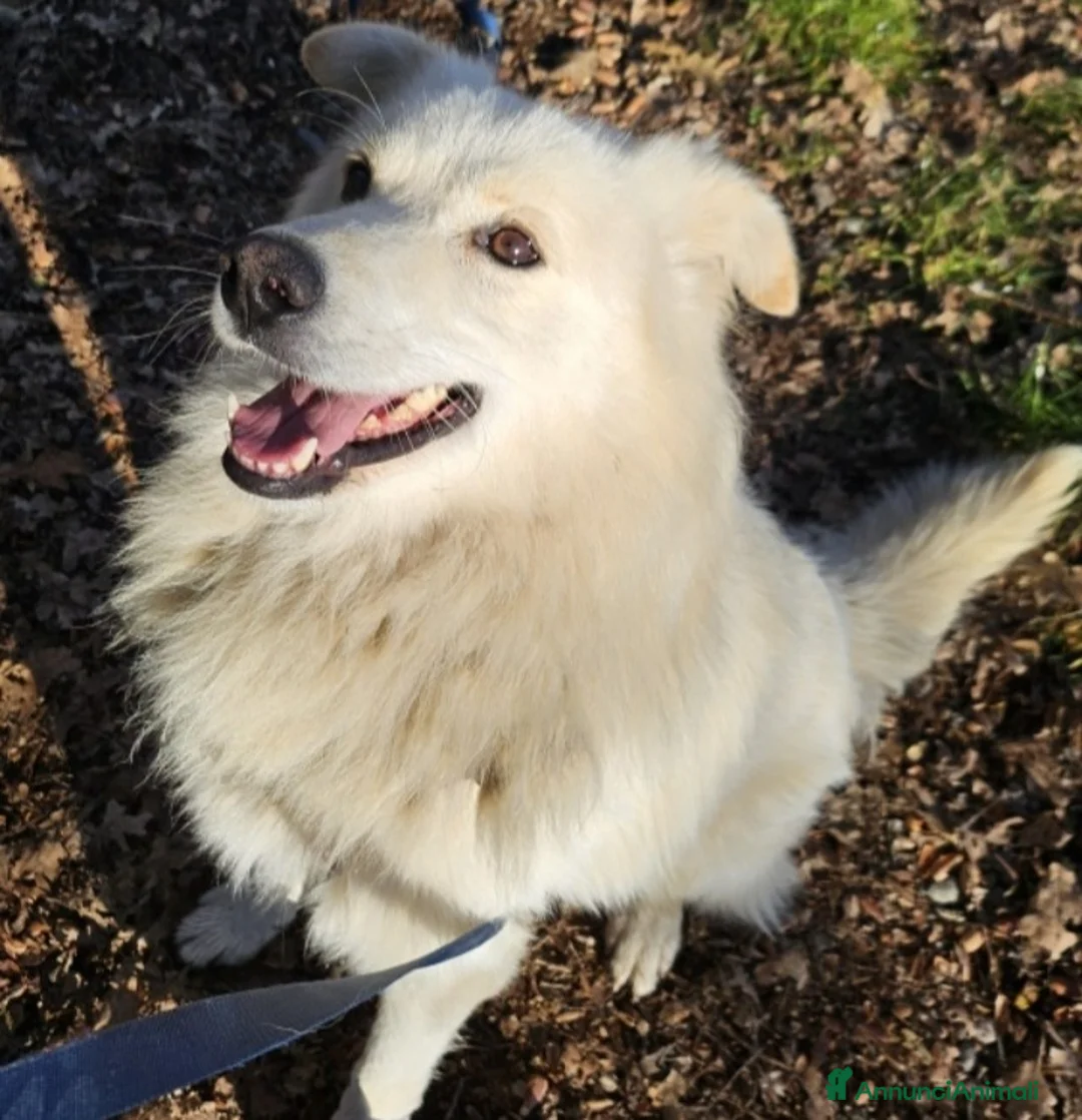 Meticcio cani in regalo: Simil volpino extralarge 4anni da 2in canileNOVARA - Annuncio 7