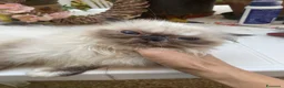 Persiano gatti in vendita: cucciola persiana color point himalaiana - Annuncio 18