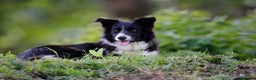 Border Collie cani in vendita: Eccoci arrivati - Annuncio 2