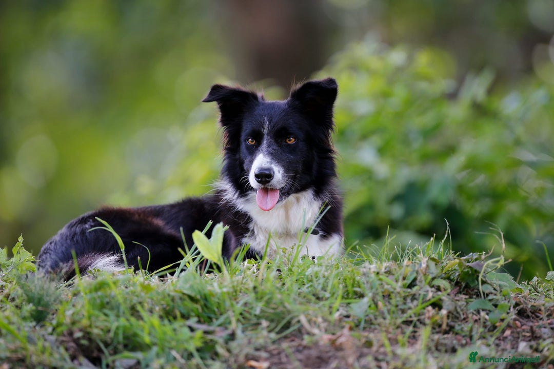 Border Collie cani in vendita: Eccoci arrivati - Annuncio 2