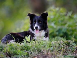 Border Collie cani Ultime 3 femmine - Annuncio 2