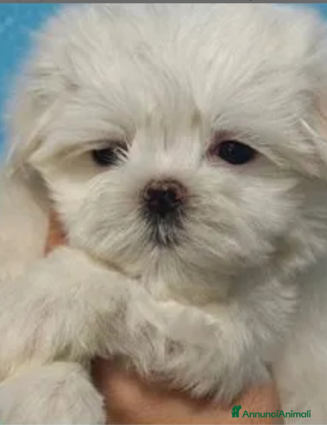 Maltese cani in vendita: Maltese taglia minuscola  - Immagine 2