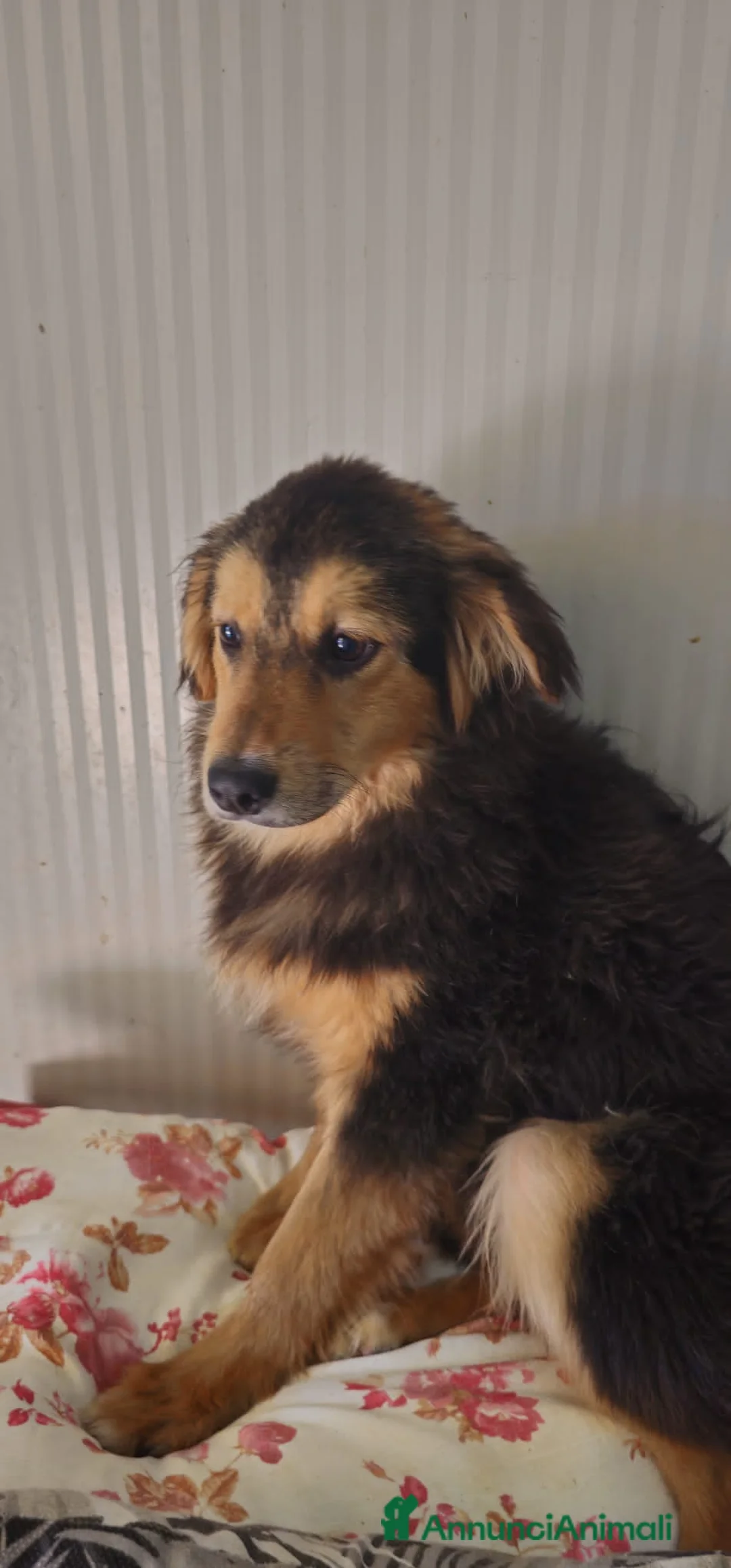 Meticcio cani in regalo: bello  - Annuncio 5