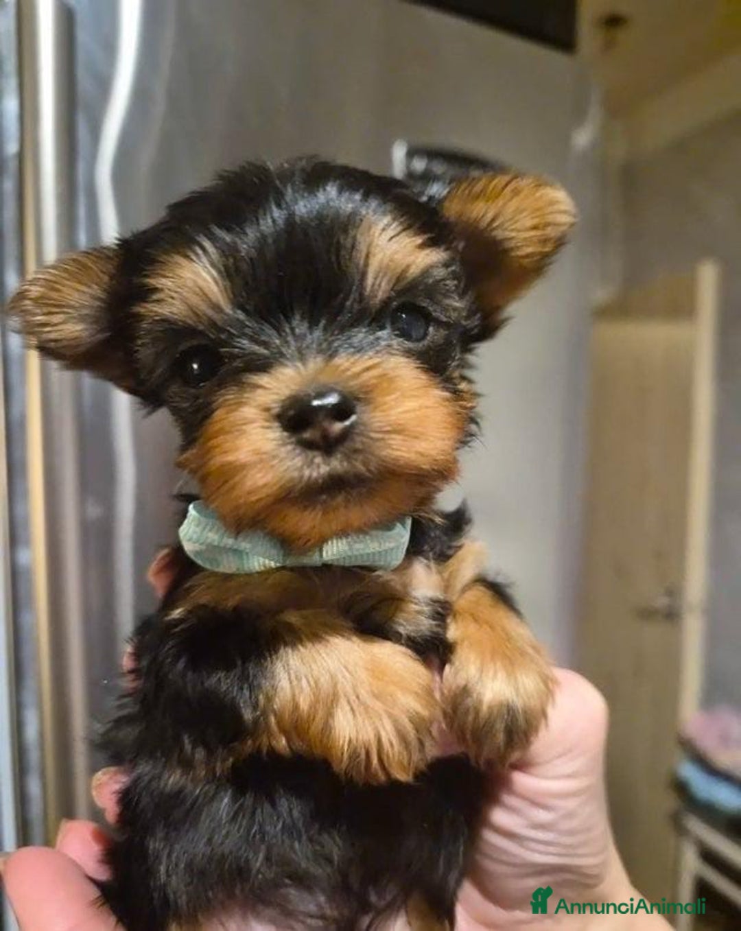 Yorkshire cani in vendita: Bellissimi cuccioli di Yorkshire miniatura da 300g - Annuncio 8